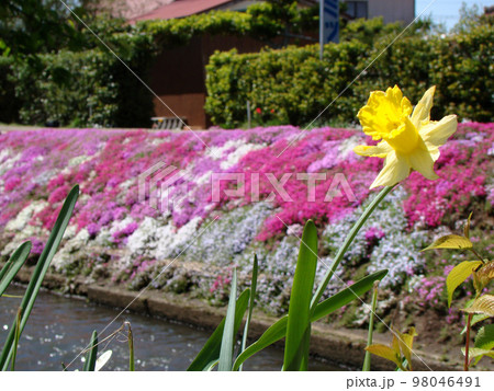 水仙 水仙 98046491