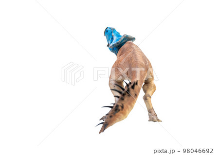 Protoceratops  , dinosaur on  isolated background 98046692
