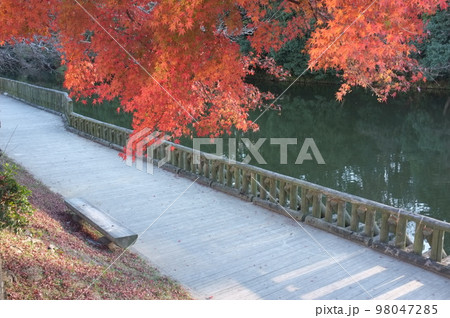 京都 亀岡市 亀山城址の紅葉 京都 亀岡市 亀山城址の紅葉 98047285