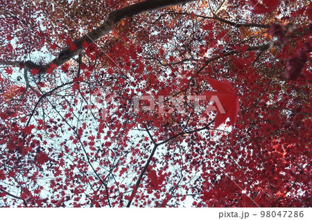 京都 亀岡市 亀山城址の紅葉 京都 亀岡市 亀山城址の紅葉 98047286