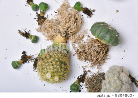 Small cactus seedlings with long roots, Preparing indoor houseplant for replanting, City lifestyle 98048007