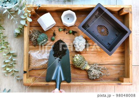 Indoor houseplant for home decoration, Replanting tree gardening tool, Planting cactus in small pot Indoor houseplant for home decoration, Replanting tree gardening tool, Planting cactus in small pot 98048008