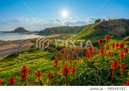 爪木崎　水仙とアロエの花　【下田市】 98048182