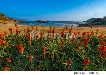 爪木崎　水仙とアロエの花　【下田市】 98048202