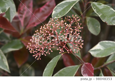 Photinia Pink Marble 98048353