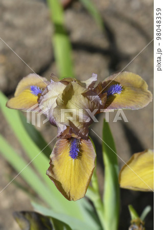 Standard Dwarf Bearded Iris Gingerbread Man 98048359