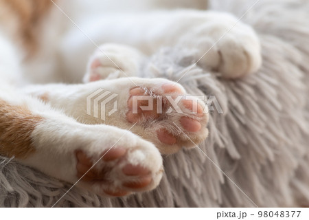 可愛い猫の肉球 可愛い猫の肉球 98048377