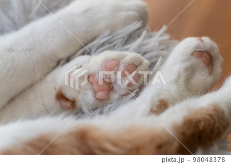 可愛い猫の肉球 可愛い猫の肉球 98048378