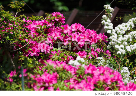 公園に咲く満開のツツジ 98048420
