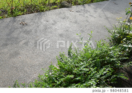 stone walkway with green garden, exterior design stone walkway with green garden, exterior design 98048581