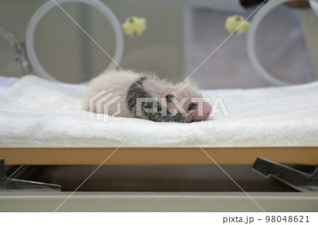 生後19日齢の桜浜。すでにパンダ模様がはっきりしています 98048621