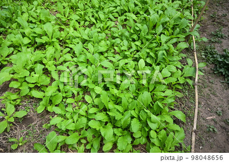 fresh green lettuce agriculture, healthy food 98048656