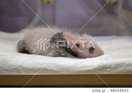 生後19日齢の桃浜。すでにパンダ模様がはっきりしています 生後19日齢の桃浜。すでにパンダ模様がはっきりしています 98048693