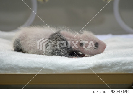 生後19日齢の桃浜。すでにパンダ模様がはっきりしています 98048696