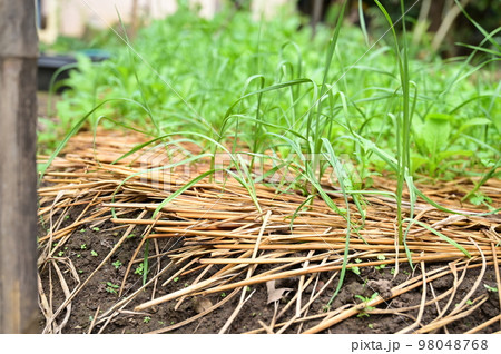 fresh lettuce plant on straw and soil 98048768