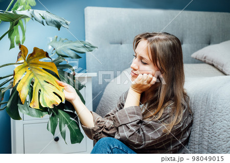 Young upset, sad woman examining dried dead foliage of her home Monstera plant. Houseplants diseases. Diseases Disorders Identification and Treatment, Houseplants sun burn. Damaged Leaves 98049015
