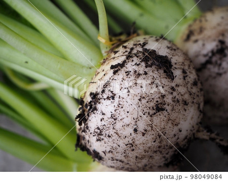 家庭菜園の小蕪 収穫 家庭菜園の小蕪 収穫 98049084
