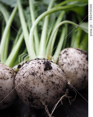 家庭菜園の小蕪 収穫 家庭菜園の小蕪 収穫 98049086