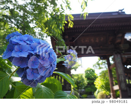 高幡不動尊の紫陽花 高幡不動尊の紫陽花 98049181