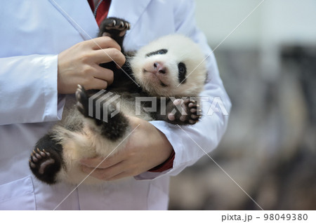 生後59日齢の桃浜 98049380