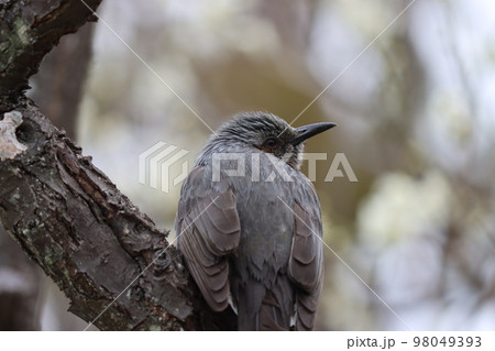 グレー系の渋い羽色がお洒落な鵯 98049393