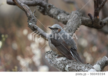 ボサボサ頭が個性的なひよどり 98049394