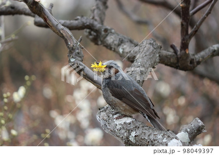 大好物のたんぽぽをおいしそうに食べる鵯 98049397
