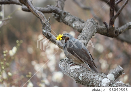 口いっぱいにタンポポを頬張るヒヨドリ 98049398