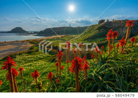 爪木崎 水仙とアロエの花 【下田市】 爪木崎 水仙とアロエの花 【下田市】 98049479