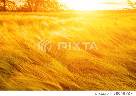 Abstract defocused green wheat field in countryside. Field of wheat blowing in the wind at sunset. Young and green spikelets. Ears of barley crop in nature. Agronomy and food production 98049737