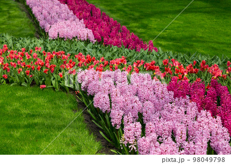 Pink flowers Hyacinths and red tupils flowerbed 98049798