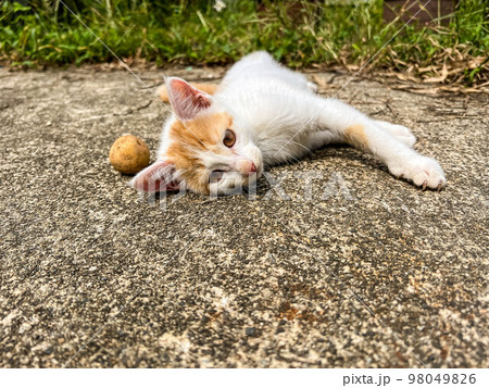 ちび猫「くう」と一粒のジャガイモ ちび猫「くう」と一粒のジャガイモ 98049826