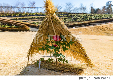 埼玉県東松山市ぼたん園 藁囲い 埼玉県東松山市ぼたん園 藁囲い 98049871