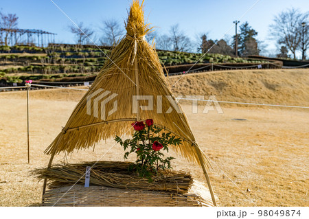 埼玉県東松山市ぼたん園 藁囲い 埼玉県東松山市ぼたん園 藁囲い 98049874