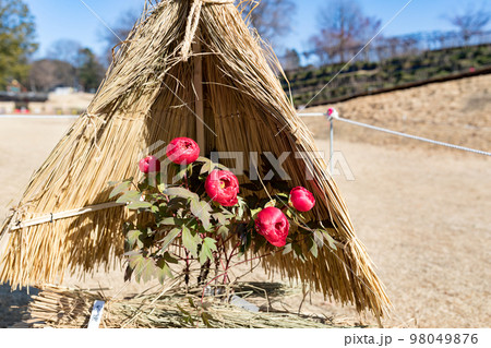 埼玉県東松山市ぼたん園　藁囲い 98049876