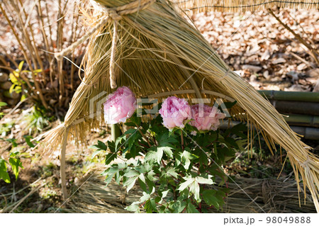 埼玉県東松山市ぼたん園　藁囲い 98049888