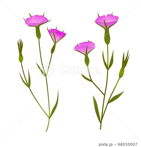 Corncockle. Agrostemma githago, medical plant. Pink wildflower. Hand drawn botanical vector illustration Corncockle. Agrostemma githago, medical plant. Pink wildflower. Hand drawn botanical vector illustration 98050007