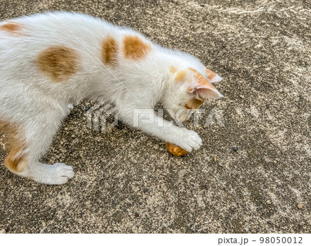 ちび猫「くう」と一粒のジャガイモ ちび猫「くう」と一粒のジャガイモ 98050012