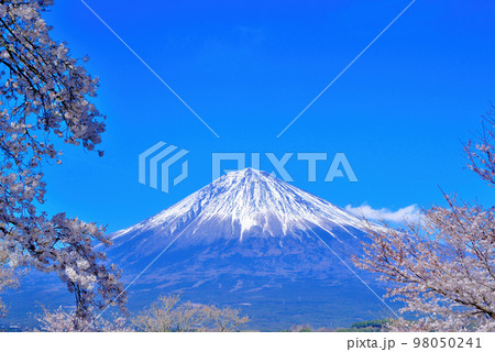 富士宮市の高台から観る富士山とさくら 98050241