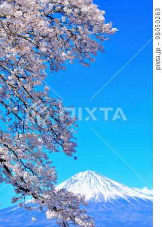 富士宮市の高台から観る富士山とさくら 98050263