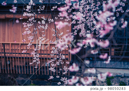 春の京都市東山祇園白川の桜を撮影 98050283
