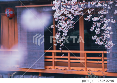 春の京都市東山祇園白川の桜を撮影 春の京都市東山祇園白川の桜を撮影 98050296
