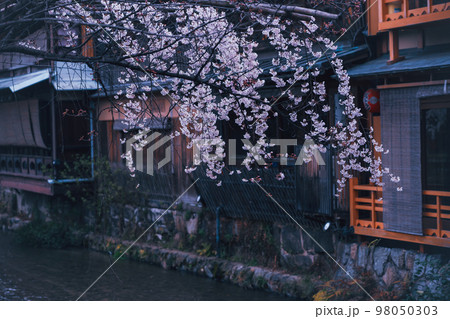 春の京都市東山祇園白川の桜を撮影 春の京都市東山祇園白川の桜を撮影 98050303