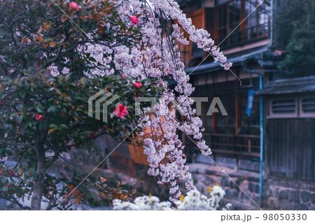 春の京都市東山祇園白川の桜を撮影 春の京都市東山祇園白川の桜を撮影 98050330