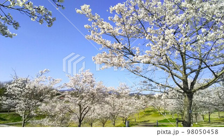 広場の桜 98050458
