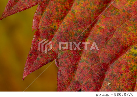 Macro photo of Autumn Foliage. Red Leaf texture close up. perfect for seasonal use Macro photo of Autumn Foliage. Red Leaf texture close up. perfect for seasonal use 98050776