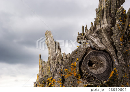 Close-up of a broken thick tree on the background of the sky with clouds. The tree had already rotted and was covered with lichen Close-up of a broken thick tree on the background of the sky with clouds. The tree had already rotted and was covered with lichen 98050805