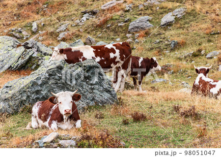 Alpine pasture with sparse autumn yellowed grass and cows with skins of a unique brown colour 98051047