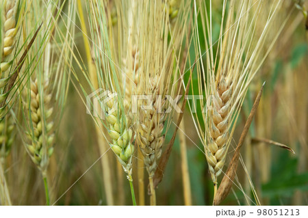 Close-up of grain ears with long spikes Close-up of grain ears with long spikes 98051213