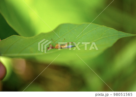 ヒメカマキリモドキ 98051565